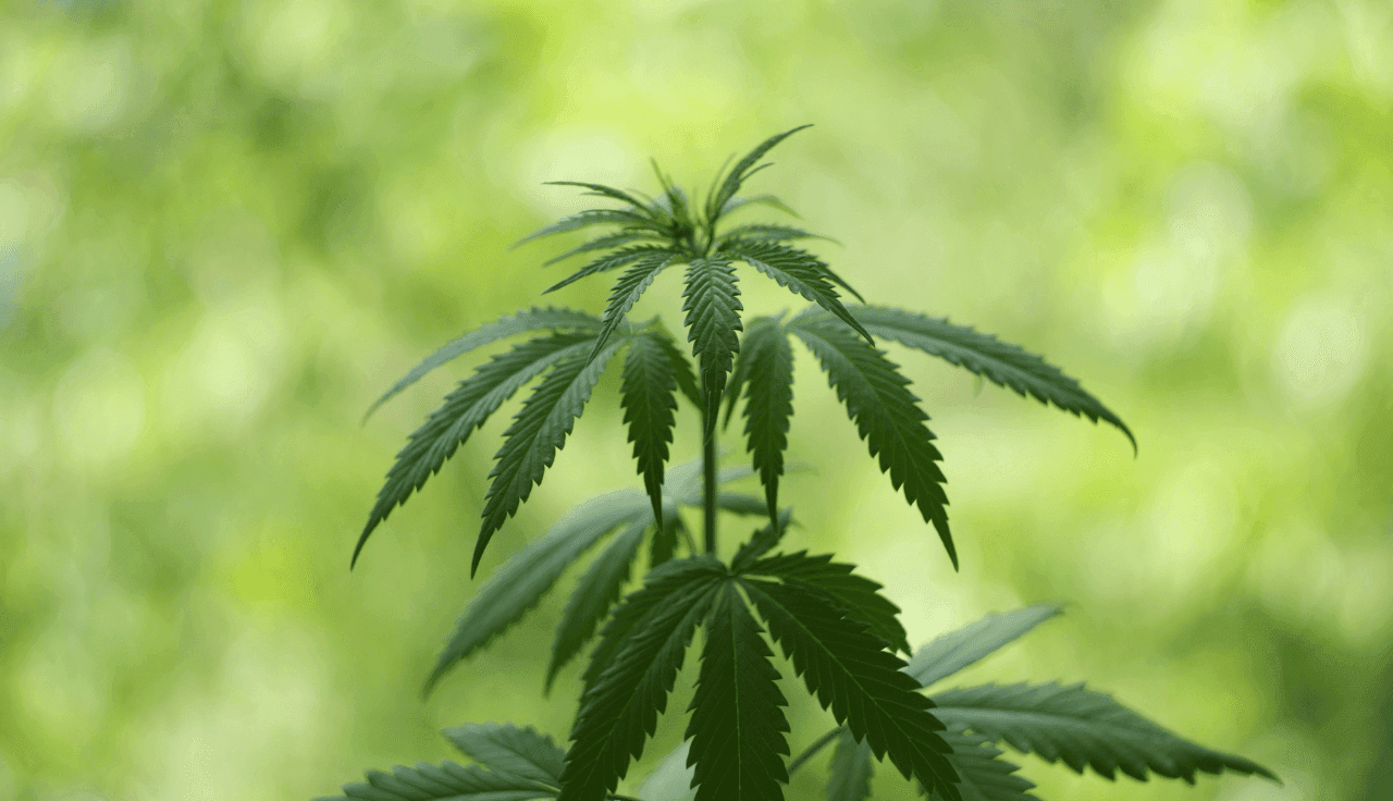 Nahaufnahme einer Cannabis-Pflanze mit grünen Blättern