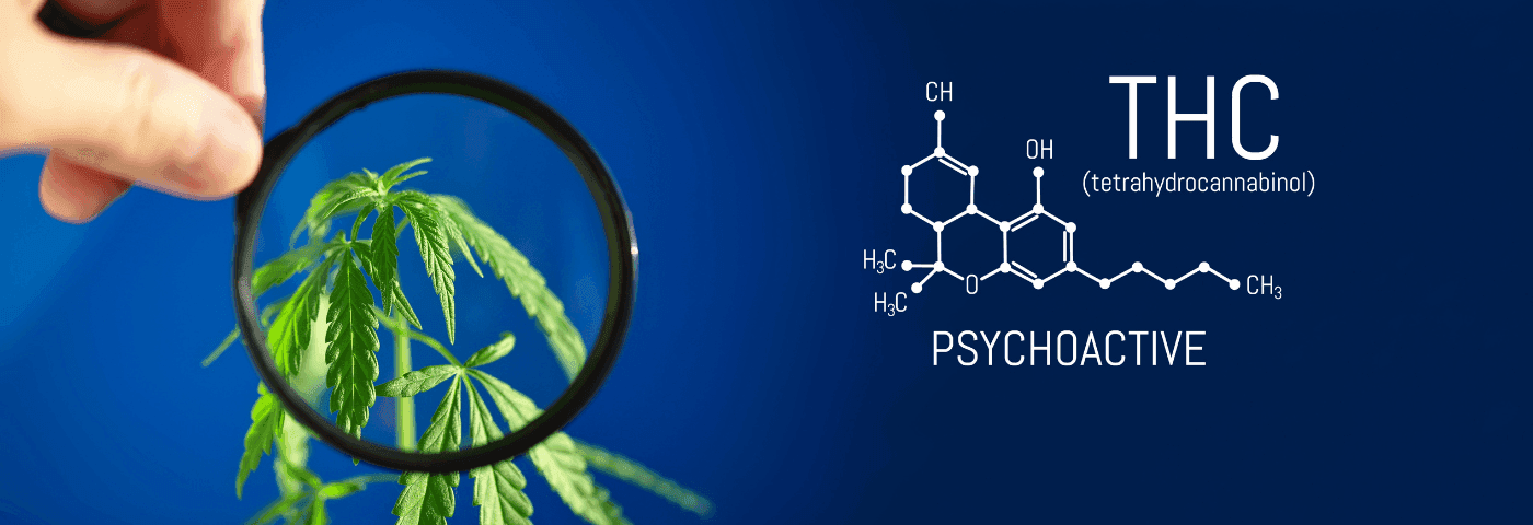 Eine Hand hält eine Lupe über ein Hanfblatt mit chemischer Struktur von THC.