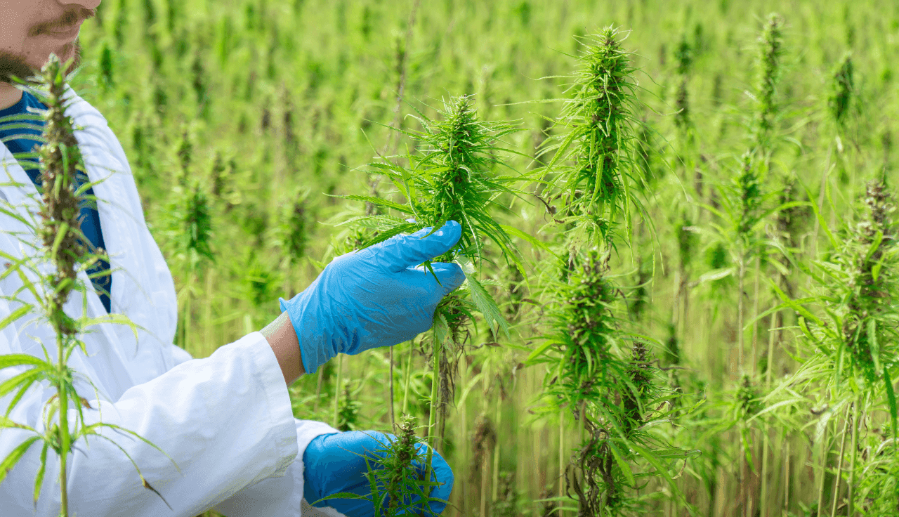 Landwirt untersucht Hanfpflanzen auf einem Feld.