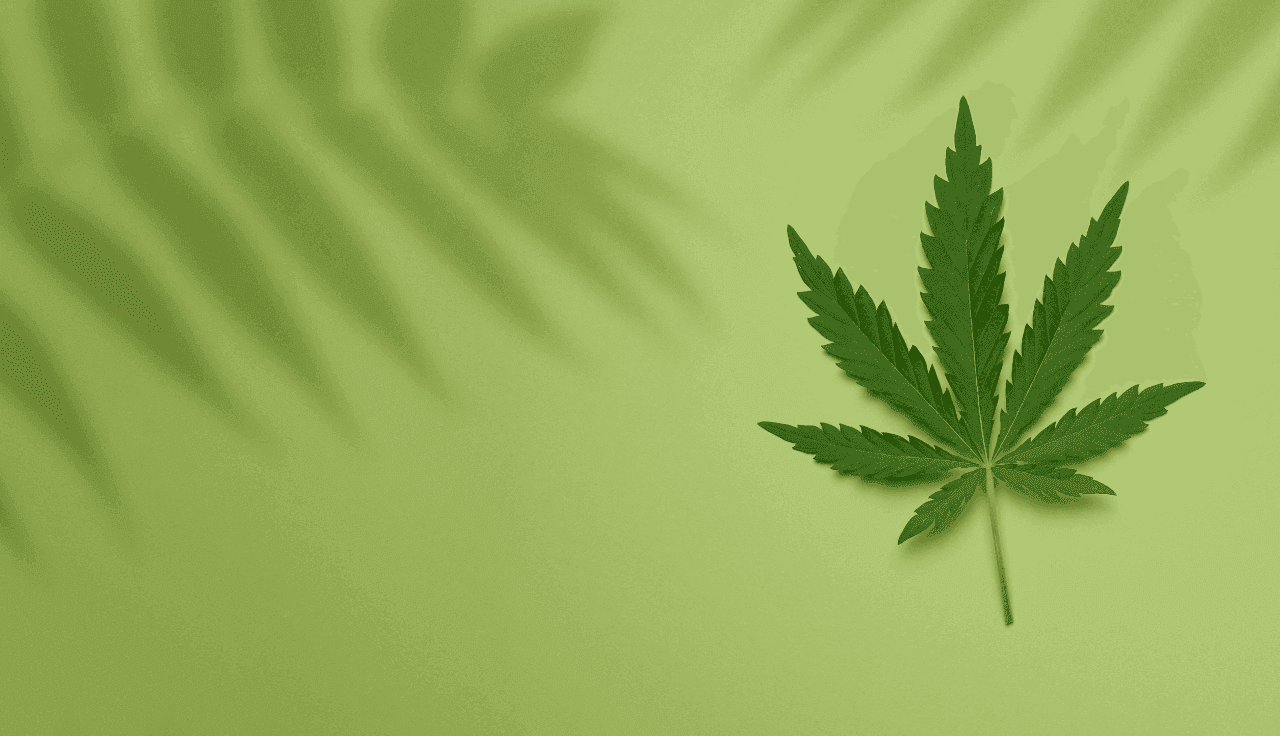 Grünes Hanfblatt auf einem hellgrünen Hintergrund